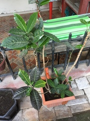 Codiaeum variegatum