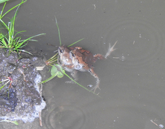 Hypopachus guancasco