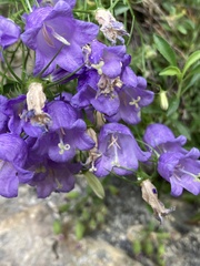 Campanula carnica