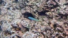 Ptereleotris monoptera