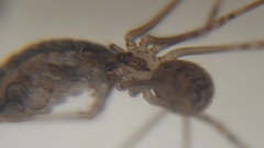 Physocyclus globosus
