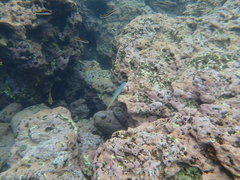 Ptereleotris monoptera