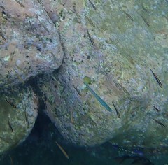 Ptereleotris monoptera