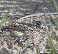 Psoloessa delicatula