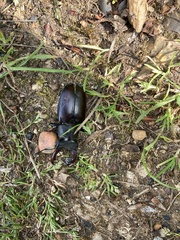 Lucanus cervus