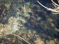 Poecilia latipinna