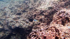 Ptereleotris monoptera