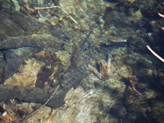 Poecilia latipinna