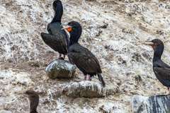 Leucocarbo chalconotus