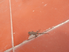 Sceloporus grammicus