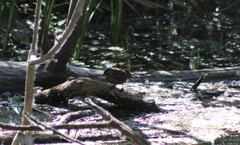 Agelaius phoeniceus