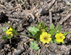 Ranunculus inamoenus