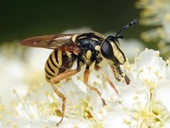 Sphecomyia vittata