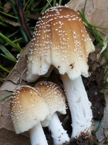 flocculose inkcap (Coprinellus flocculosus)