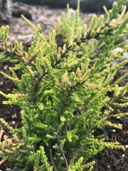 Calluna