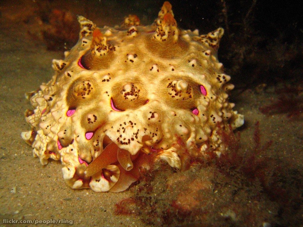 Pleurobranchus mamillatus