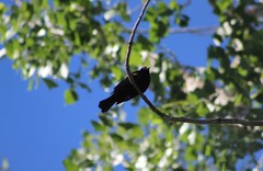 Agelaius phoeniceus