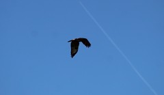 Buteo jamaicensis