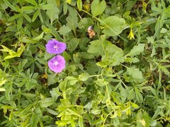Linaceae