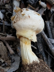 Agaricus texensis image