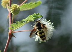 Xanthocampsomeris completa