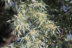 Elaeagnus angustifolia