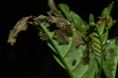 Epilachna mexicana