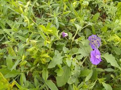 Linaceae