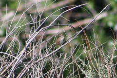 Melospiza melodia