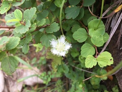 Parnassia foliosa