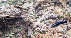 Aspidontus taeniatus