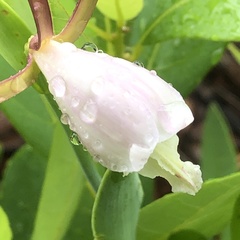 Cleistesiopsis oricamporum
