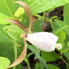 Cleistesiopsis oricamporum