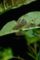 Epilachna mexicana