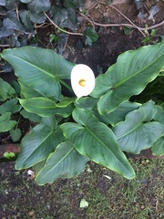 Zantedeschia