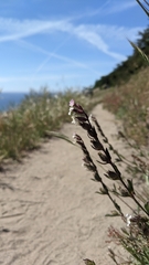 Silene gallica gallica