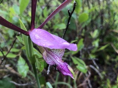 Cleistesiopsis divaricata