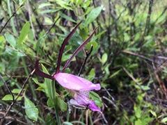 Cleistesiopsis divaricata