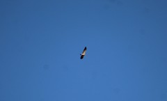 Buteo swainsoni