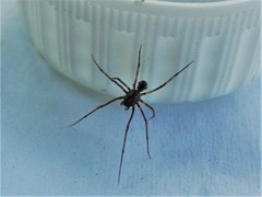 Scytodes