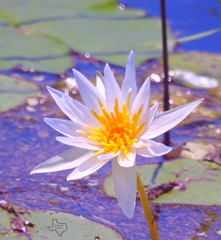 Nymphaea elegans