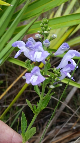 Image of Scutellaria arenicola by (c) Jay Horn, some rights reserved (CC BY)