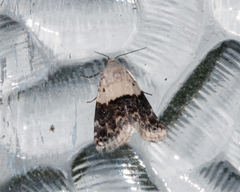 Eublemma bipartita