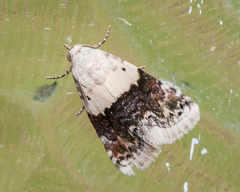 Eublemma bipartita
