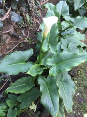Zantedeschia
