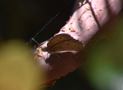 Cercyonis sthenele