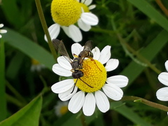 Cerceris arenaria