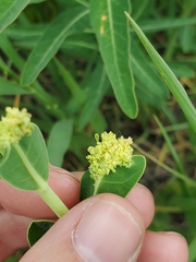 Aculops euphorbicolus