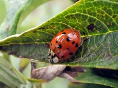 Harmonia axyridis