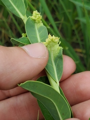 Aculops euphorbicolus